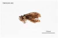 藏品(甲仙毒蛾)的圖片